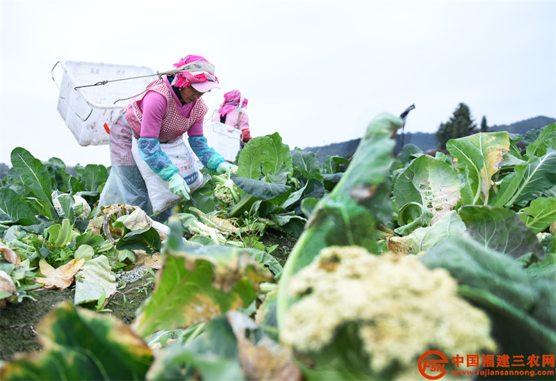 1月20日，在位于建阳区徐市镇壕墩村的优野现代农业产业示范园内，女工们正在辛勤地收割花菜。 (3).jpg
