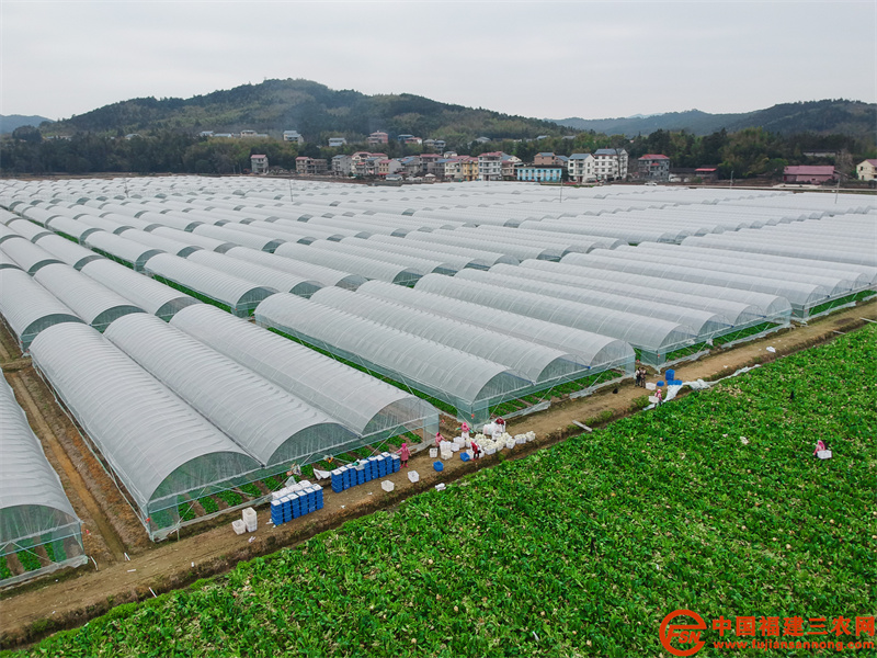 1月20日，在位于建阳区徐市镇壕墩村的优野现代农业产业示范园内，女工们正在辛勤地收割花菜。 (8).jpg