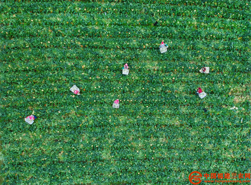 1月20日，在位于建阳区徐市镇壕墩村的优野现代农业产业示范园内，女工们正在辛勤地收割花菜。 (10).jpg