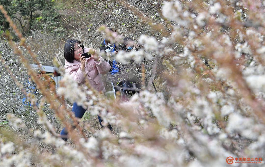 2月8日，在福建省泉州市泉港区涂岭镇小坝村，200多亩李花竞相绽放，美丽的景色吸引了不少游客纵身没入花林，寻春赏花，拍照打卡。.jpg