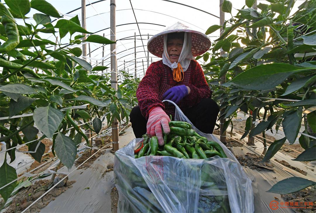 2月11日，在福建省泉州市泉港区前黄镇后张村辣椒大棚，农户们在采摘辣椒。8.jpg