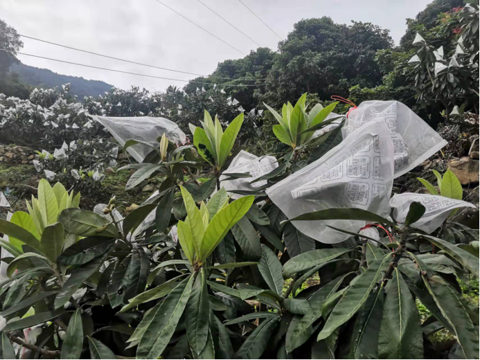一种枇杷防虫套袋的新方法(1)487.png