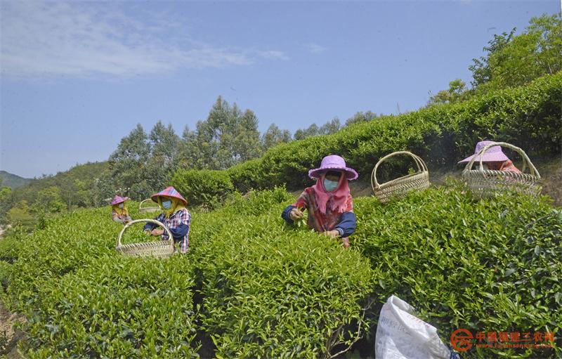 4月6日，在福建省泉州市泉港区涂岭镇石里飘香茶叶基地，茶农在采收茶青。7.jpg
