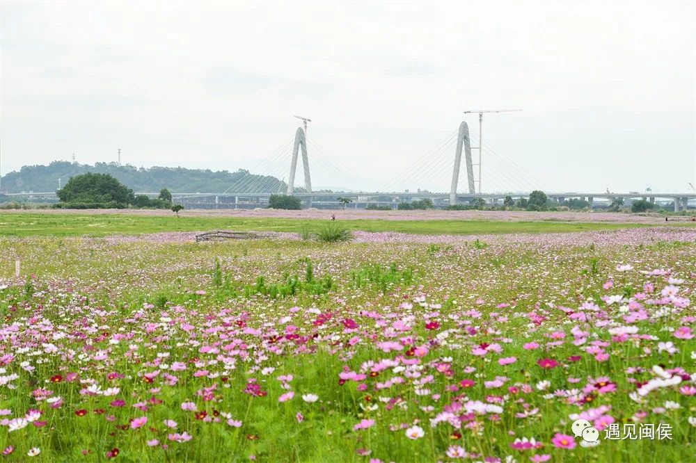 想沉浸在竹岐江滩公园这片浪漫花海里