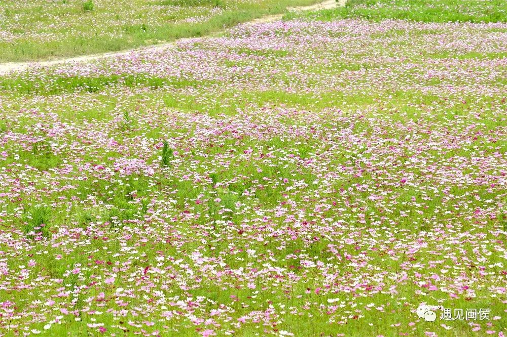 想沉浸在竹岐江滩公园这片浪漫花海里