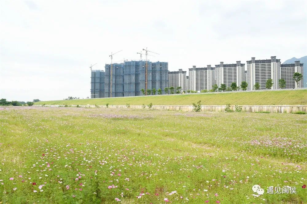 想沉浸在竹岐江滩公园这片浪漫花海里