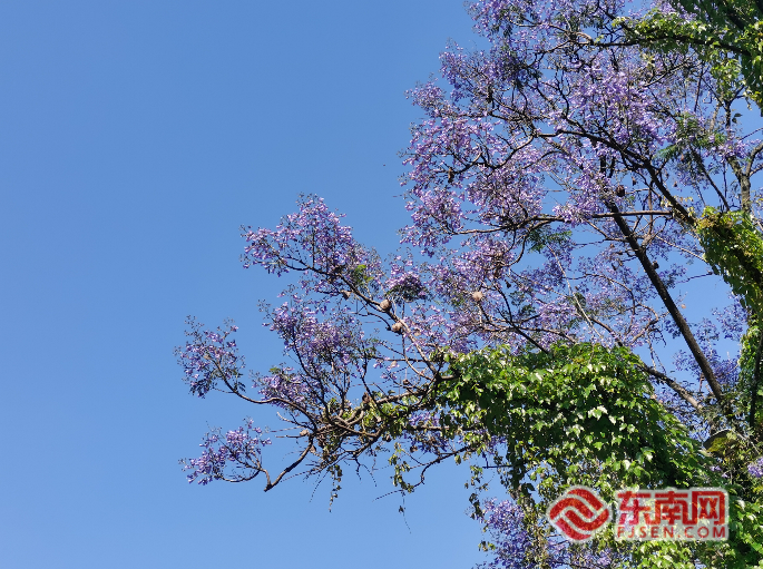 仲夏五月，到福州，共赴蓝花楹之约！