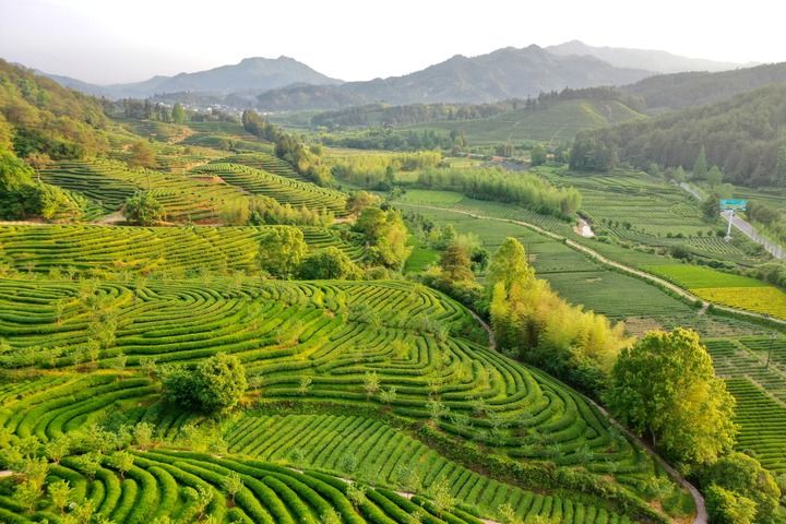 武夷山繁忙制茶季