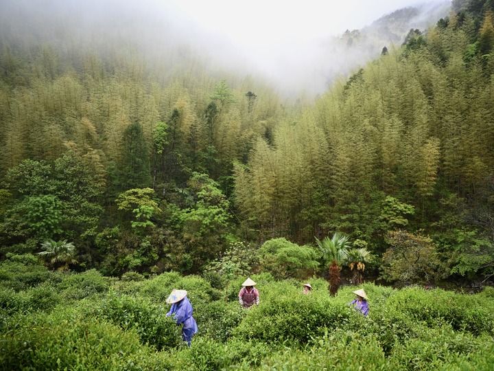 武夷山繁忙制茶季