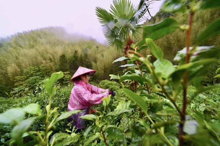 武夷山上采茶工