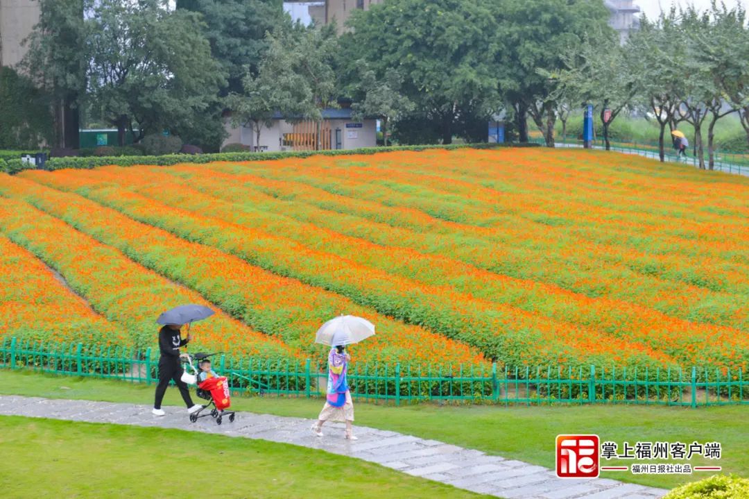 即将放晴！福州“盛宴”来了！