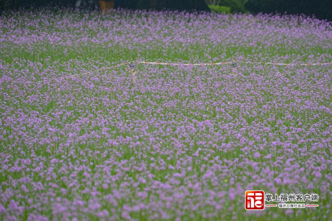 即将放晴！福州“盛宴”来了！