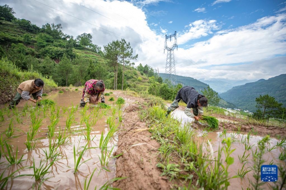 重庆丰都：夏耕美景入画来