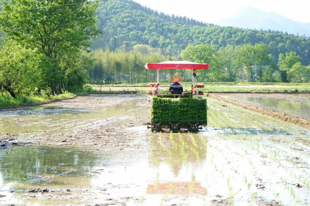 @闽北老乡，这份粮食生产奖补政策请查收！