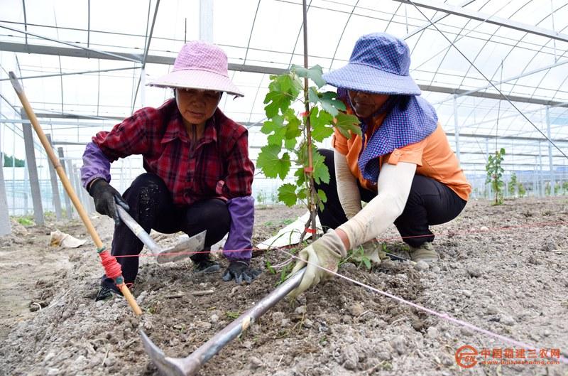 在位于政和县杨源乡富坂村的百亩“妮娜公主”葡萄园，果农正在大棚内栽种葡萄苗。 (黄杰敏 摄).jpg