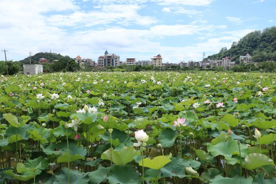藏不住了，长乐这里的荷花开得正盛！