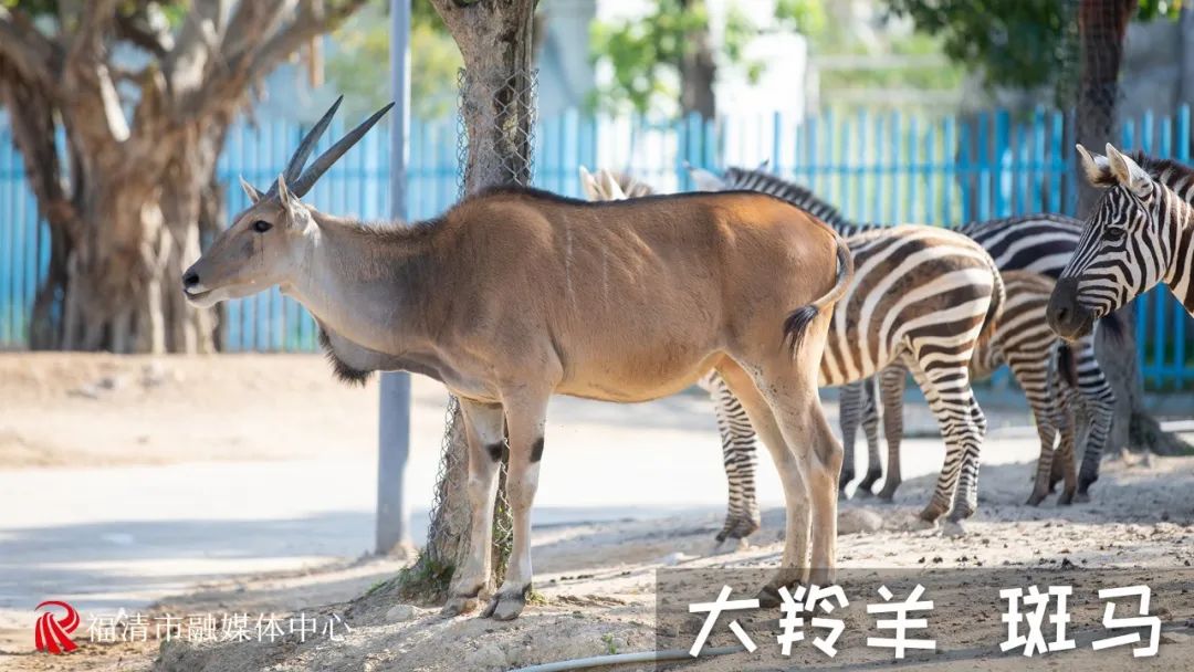 热热热！来福清这里围观“避暑大戏”！