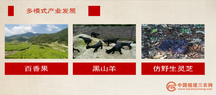 稿6：武平高书村：“红”“绿”交织 助力乡村振兴(1)1205.png