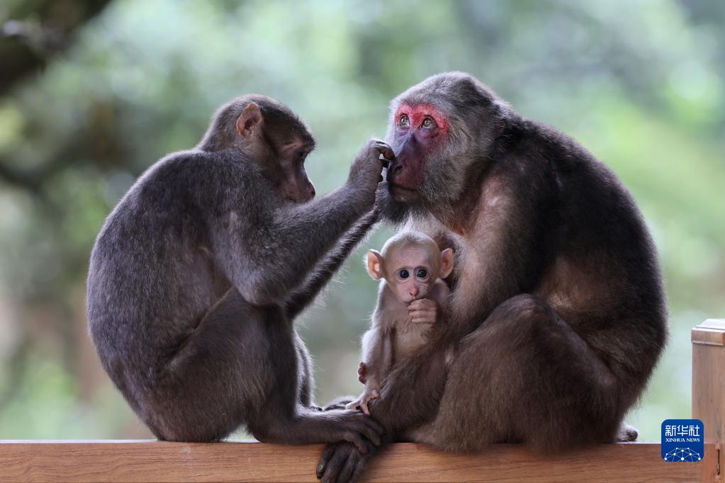 武夷山国家公园：藏酋猴的乐园