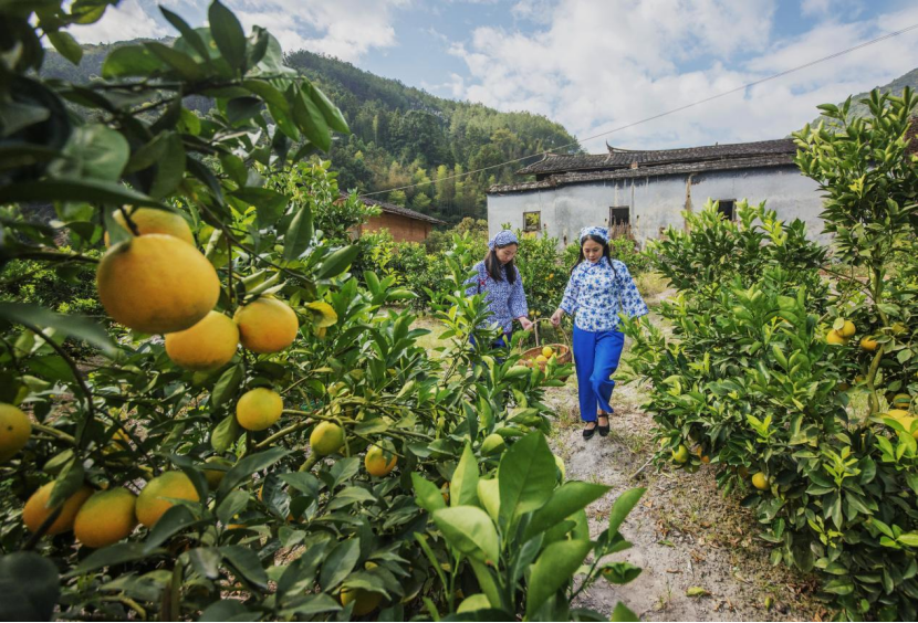 闽清梅洋村：党员带富小山村 群众致富有出路