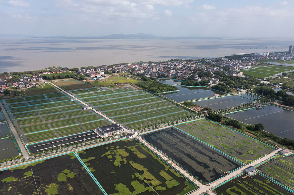 空中俯瞰织里镇乔溇村的溇港人家太湖蟹生态养殖基地，蟹田里种植着水草，水从太湖引入（9月20日摄，无人机照片）。