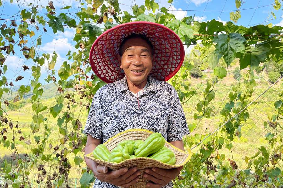 泉州德化县赤水镇素有“佛手瓜之乡”的美誉，这儿的佛手瓜鲜嫩翠绿、个大饱满。据了解，今年赤水镇种植的800亩佛手瓜，每亩产量8000—10000斤。林雅萍摄