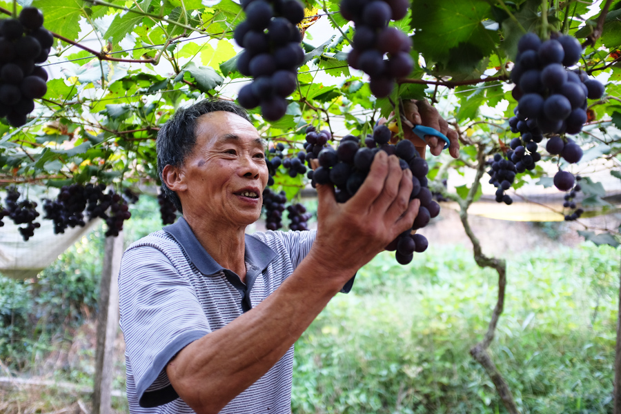 宁德寿宁县凤阳镇的高山晚熟富锌葡萄串串色泽紫黑、饱满圆润。郑镇摄