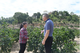 资料图片：白沙镇农业技术人员指导宋赛花（左）脐橙种植。林鑫/摄