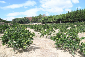 资料图片：宋赛花种植的果园。林鑫/摄