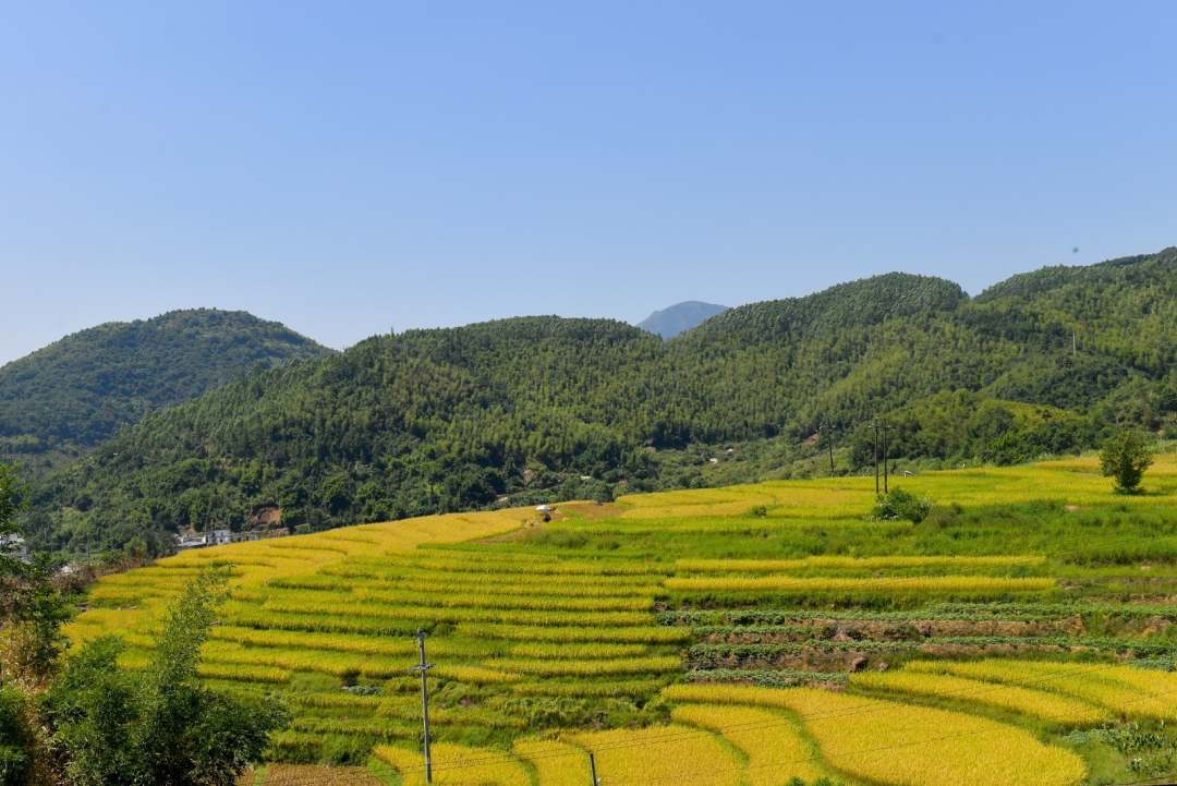 福建罗源：满田丰景 醉美画卷