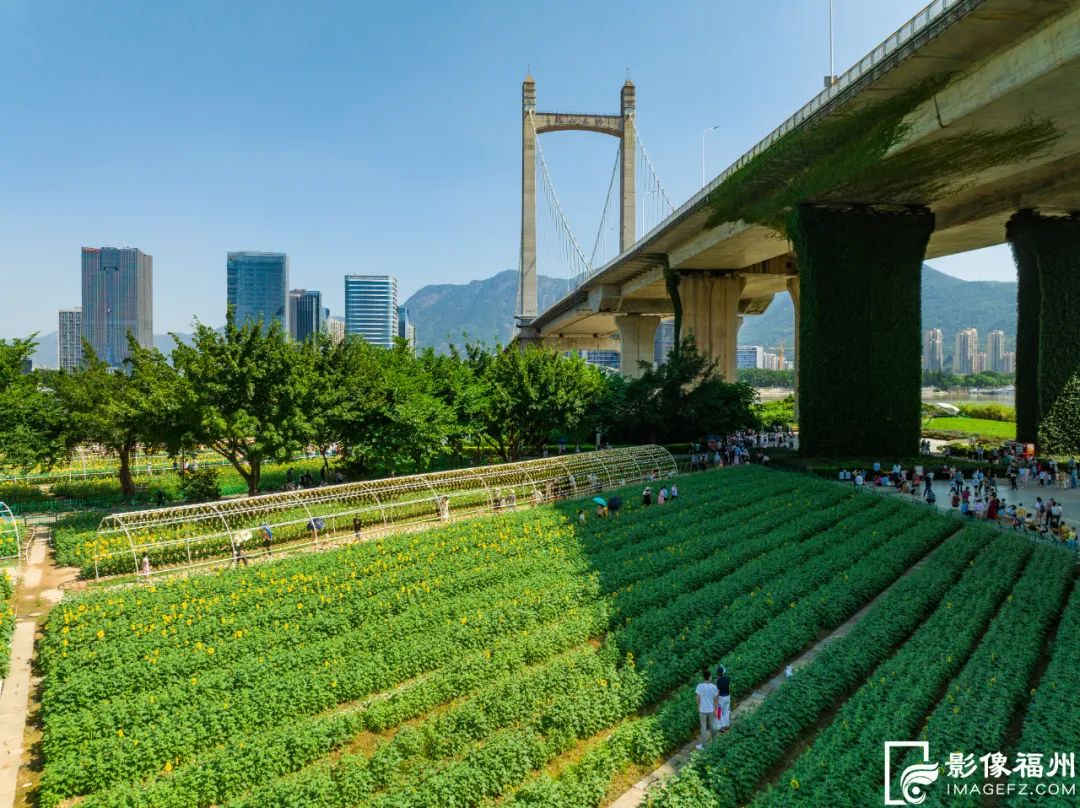 福州市区最大！向日葵花海盛放！