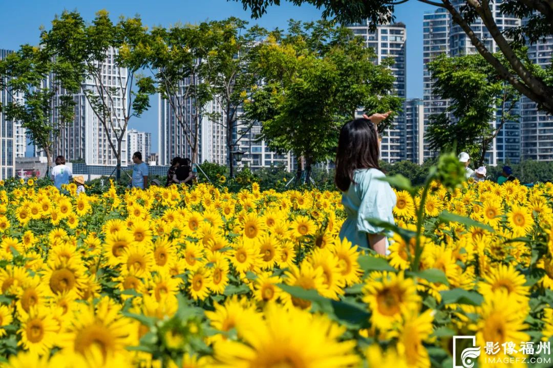 福州市区最大！向日葵花海盛放！