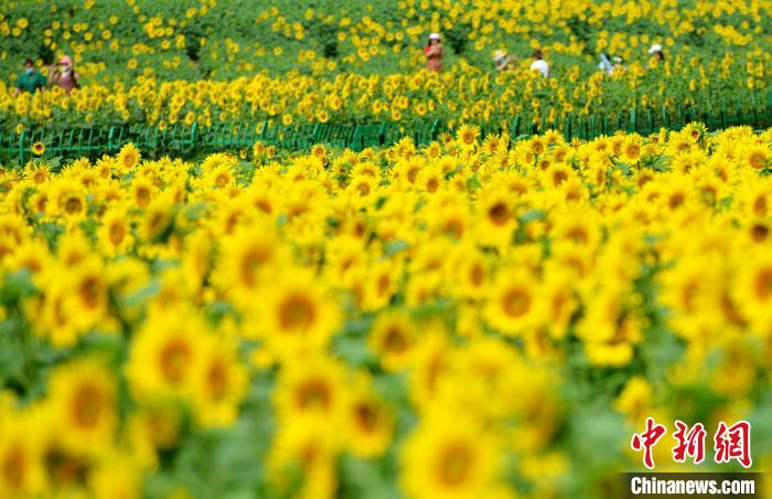福州：“向日葵花海”盛放