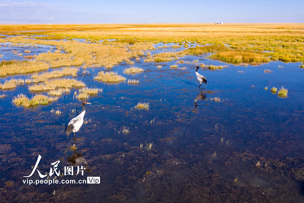 甘肃阿克塞：黑颈鹤漫步苏干湖湿地【10】