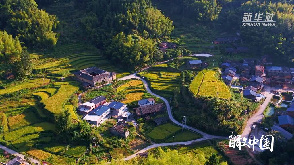 瞰中国｜福建宁化：稻田伴土楼 秋景美如画