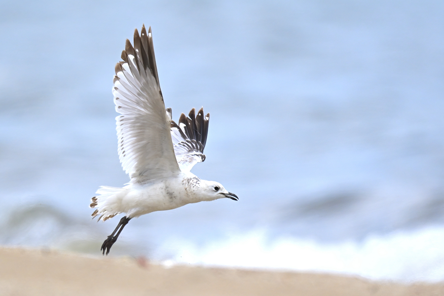 遗鸥在厦门市环岛路浦口海滩飞翔。陈浩摄