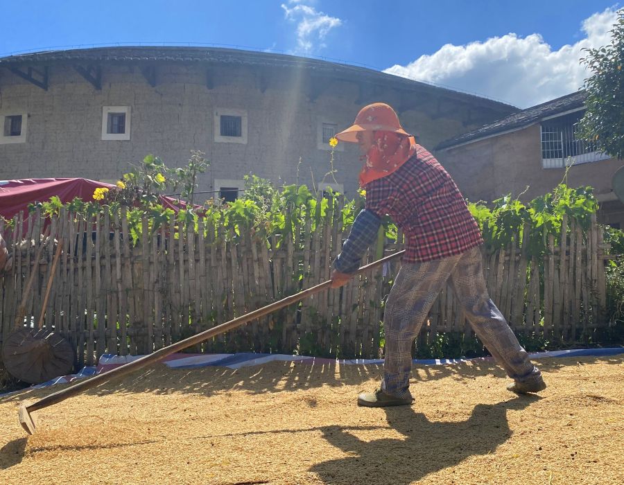 9.在福建土楼（南靖）景区的河坑土楼群，当地农民在晾晒水稻，一旁是古朴的土楼。谢威 摄