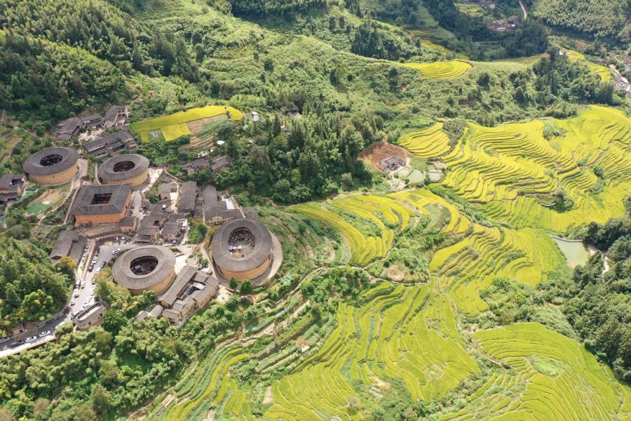 10.在福建土楼标志性建筑田螺坑土楼群旁，金黄色稻田错落有致，美不胜收。韩佳镔 摄