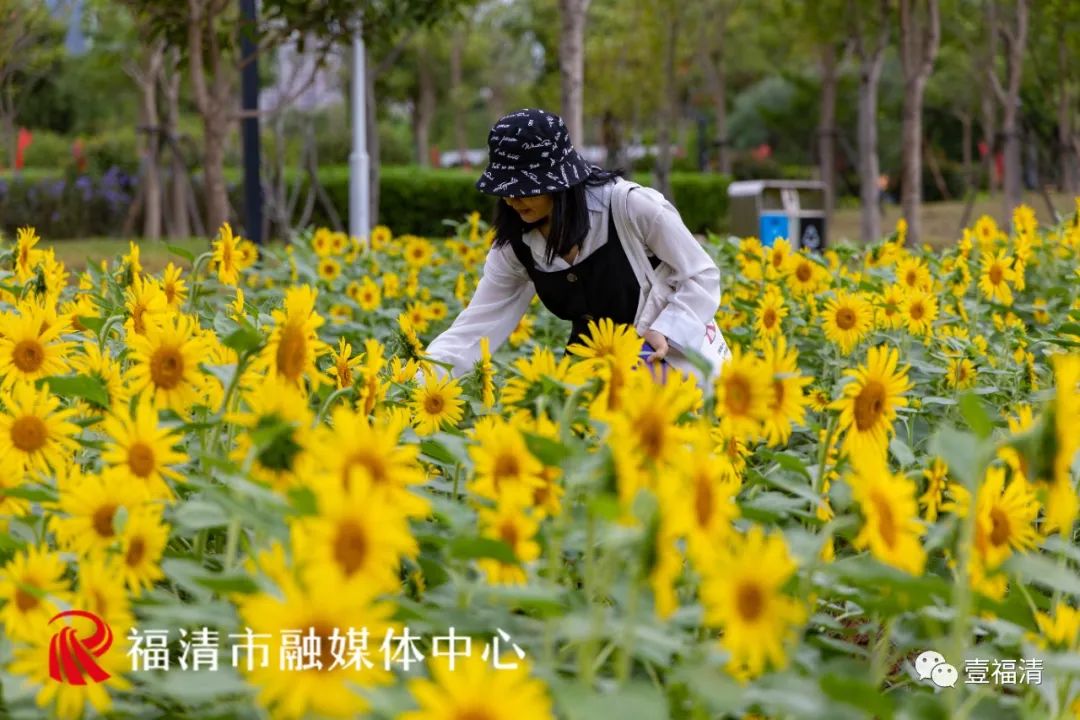 16000㎡超大花海！福清这个地方颜值爆表！