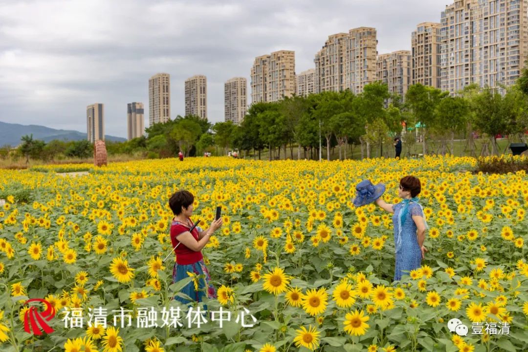 16000㎡超大花海！福清这个地方颜值爆表！