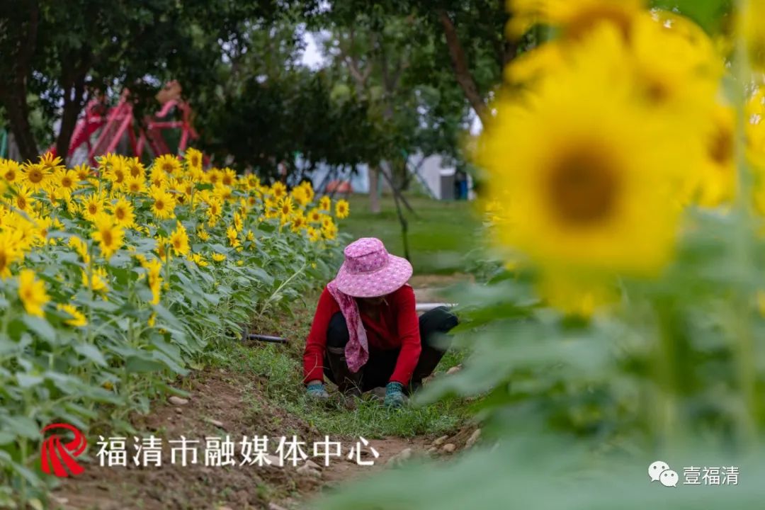 16000㎡超大花海！福清这个地方颜值爆表！