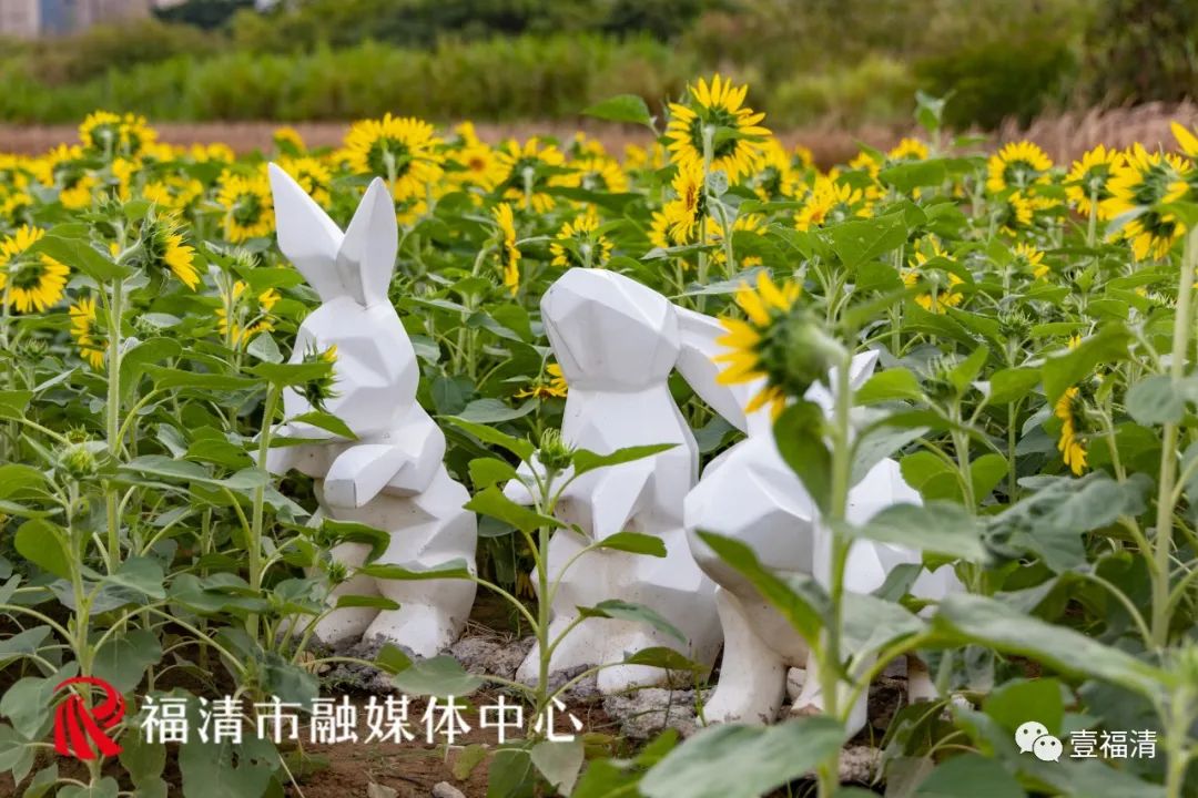 16000㎡超大花海！福清这个地方颜值爆表！
