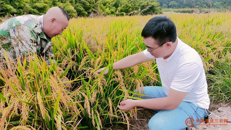 1龚春生（左）与村民交流水稻种植经验  陈春花摄.jpg