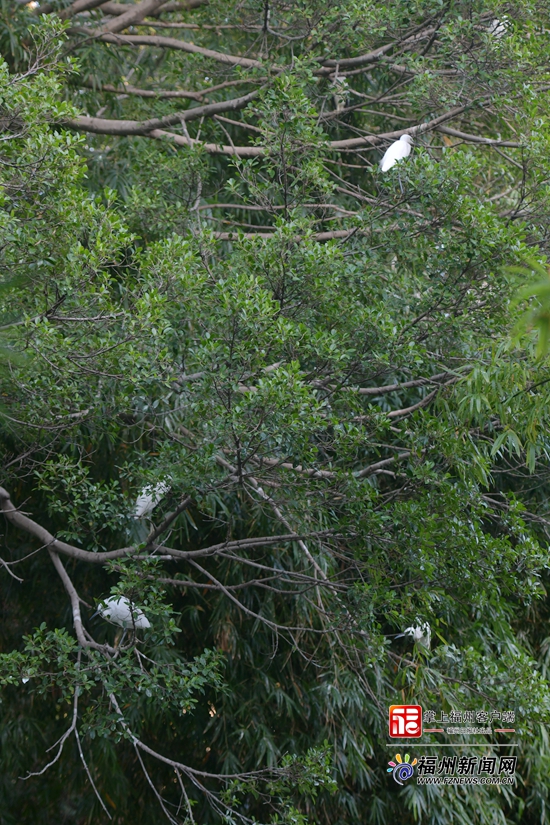 福州白马河水清岸绿 引来白鹭“做客”