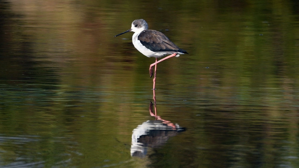 一只鸟在广西山口红树林生态国家级自然保护区的水中停留（10月23日摄）。