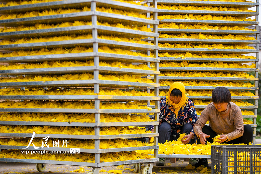 2022年11月9日，村民在江苏省兴化市大营镇大营村菊花种植加工基地分拣金丝黄菊。
