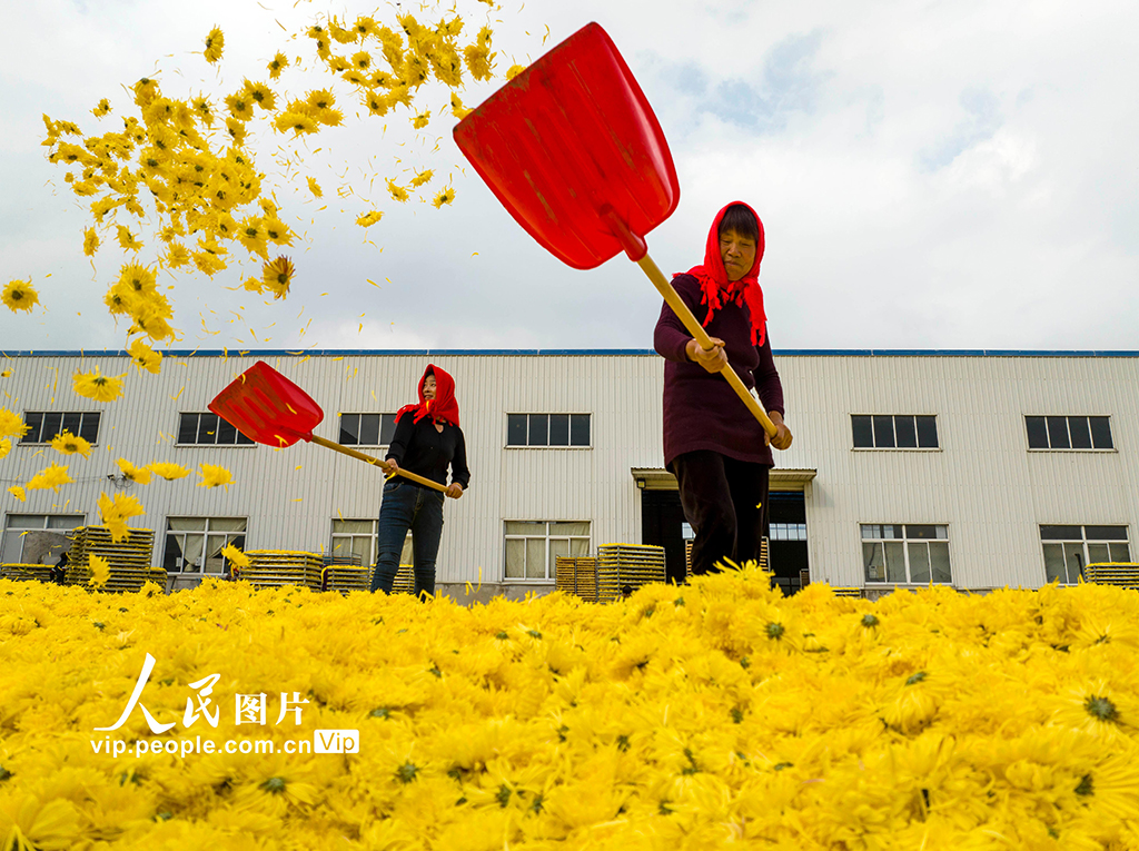 2022年11月9日，村民在江苏省兴化市大营镇大营村菊花种植加工基地给金丝黄菊散热。
