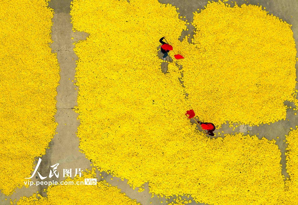 2022年11月9日，村民在江苏省兴化市大营镇大营村菊花种植加工基地给金丝黄菊散热。