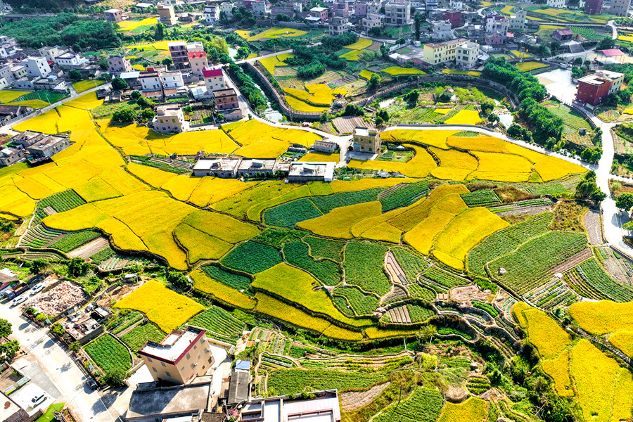 乡村民居被金灿灿的稻海包围，美如油画。夏海滨摄