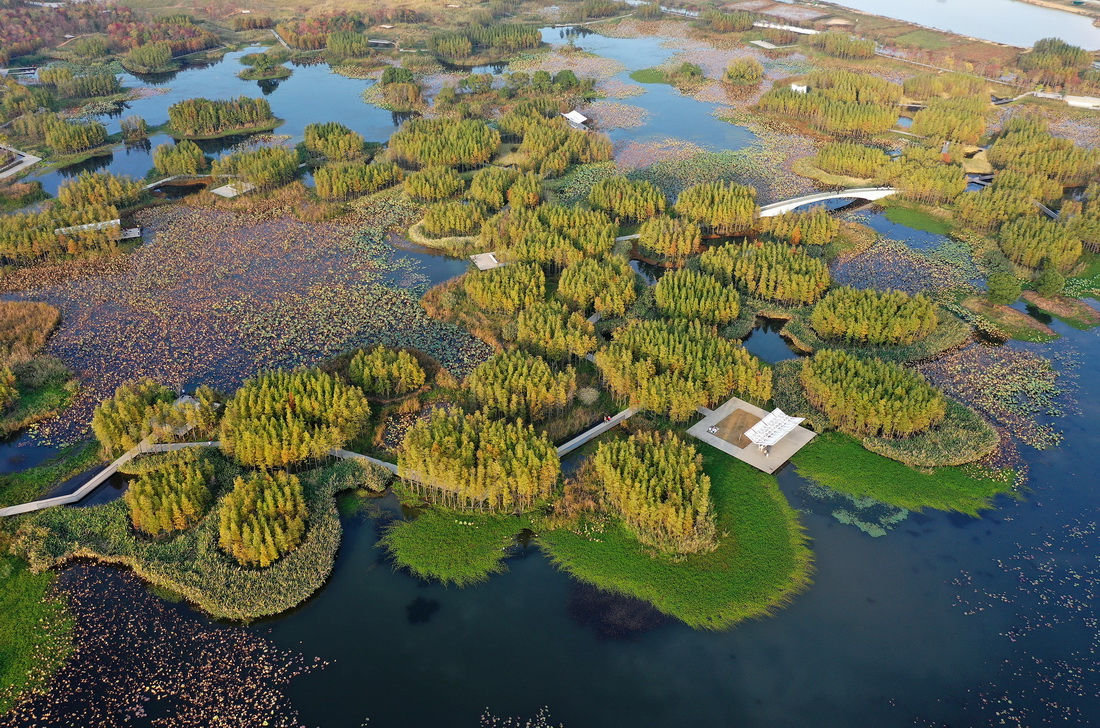 位于南昌市高新区的鱼尾洲湿地公园(11月8日摄,无人机照片)。新华社记者 万象 摄